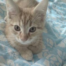 Blanding af racer Maine coon, Baloo