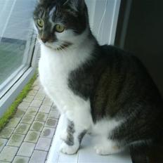 Blanding af racer Pjuske/"puller"