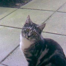 Blanding af racer Zidan