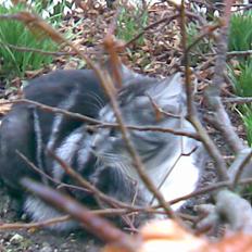 Blanding af racer Zidan