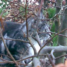 Blanding af racer Zidan