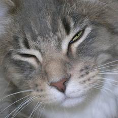 Maine Coon Lykken's Ferrari