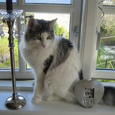 Norsk Skovkat                     Gamba