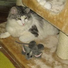 Norsk Skovkat                     Gamba