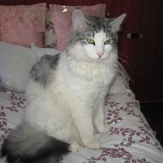 Norsk Skovkat                     Gamba