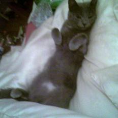 Huskat Gråmis (Mus)