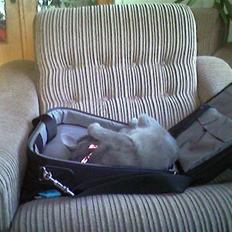 Huskat Gråmis (Mus)