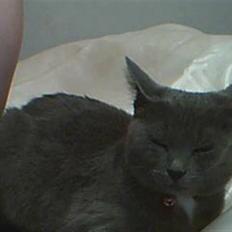 Huskat Gråmis (Mus)