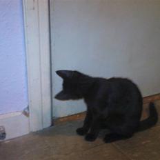 Blanding af racer Bette mis R.I.P.)':