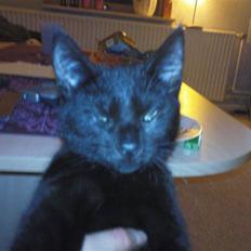 Blanding af racer Bette mis R.I.P.)':