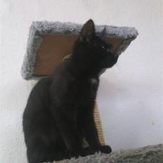 Blanding af racer Bette mis R.I.P.)':