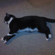 Blanding af racer samson R.I.P!)':