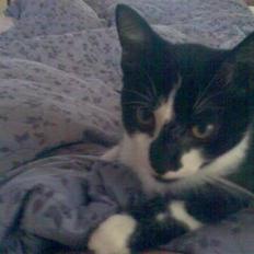 Blanding af racer samson R.I.P!)':