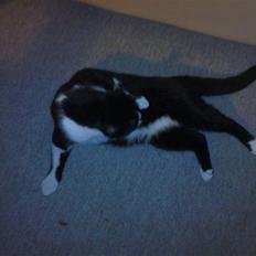 Blanding af racer samson R.I.P!)':