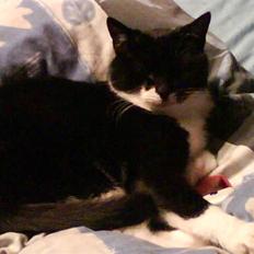 Blanding af racer tove<333 Misser (Død:(  )