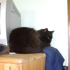 Blanding af racer Sheena