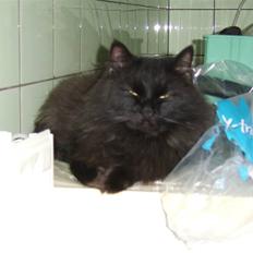 Blanding af racer Sheena