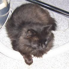 Blanding af racer Sheena