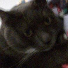 Blanding af racer Signe