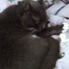 Blanding af racer Signe