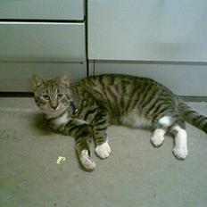 Blanding af racer Oskar