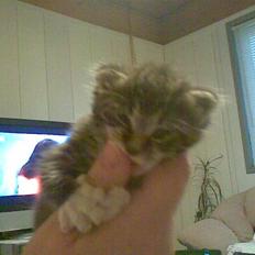 Blanding af racer Oskar