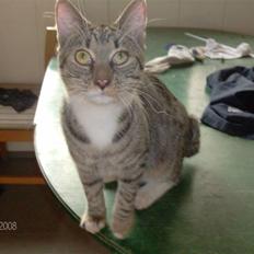 Blanding af racer Pelle mus Død