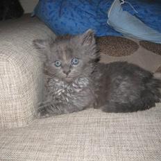 Blanding af racer Tilte