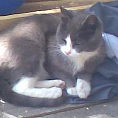 Huskat Frodo rip d. 8-8-07