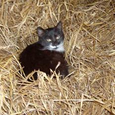 Huskat Lille Fie død