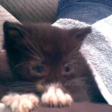 Huskat Lille Fie død