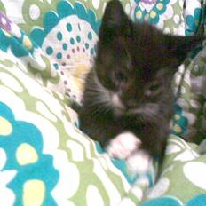 Huskat Lille Fie død