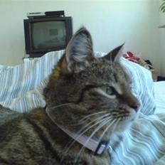 Huskat Mitte (Kahlua) *I Himlen*