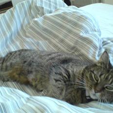 Huskat Mitte (Kahlua) *I Himlen*