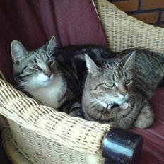 Huskat Mitte (Kahlua) *I Himlen*