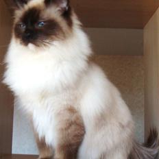 Hellig Birma Mumi Brunmasket