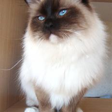 Hellig Birma Mumi Brunmasket