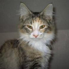 Norsk Skovkat Skovtotten's Annabelle