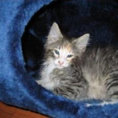 Norsk Skovkat Skovtotten's Annabelle