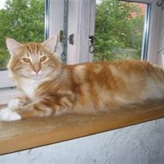 Norsk Skovkat Tukenja's Bella Donna(død