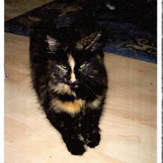 Norsk Skovkat Tukenja's Dilaia