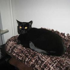 Blanding af racer Emma-katten