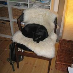 Blanding af racer Emma-katten