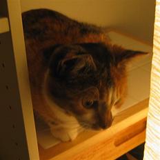 Blanding af racer Emma-katten