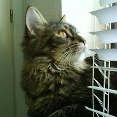 Maine Coon Alma