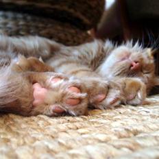 Maine Coon | Jaffe