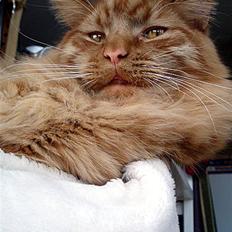 Maine Coon | Jaffe