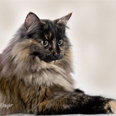 Norsk Skovkat DK Zalethco`s  Aysha