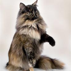 Norsk Skovkat DK Zalethco`s  Aysha