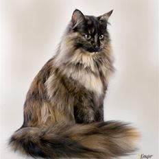 Norsk Skovkat DK Zalethco`s  Aysha